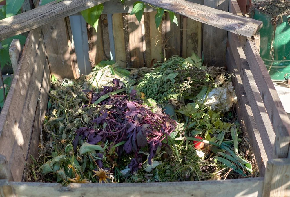 The biodegradable compost bin in the garden