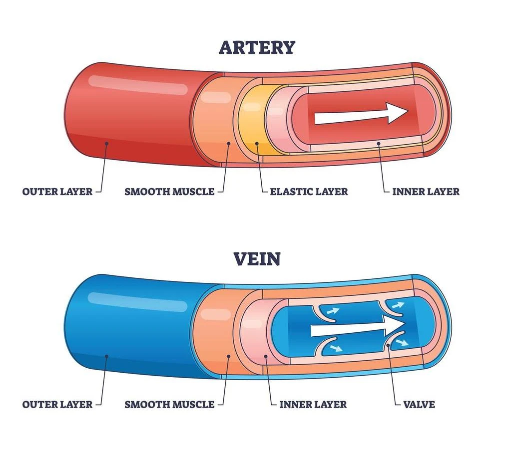 This image shows the layers of arteries and veins.