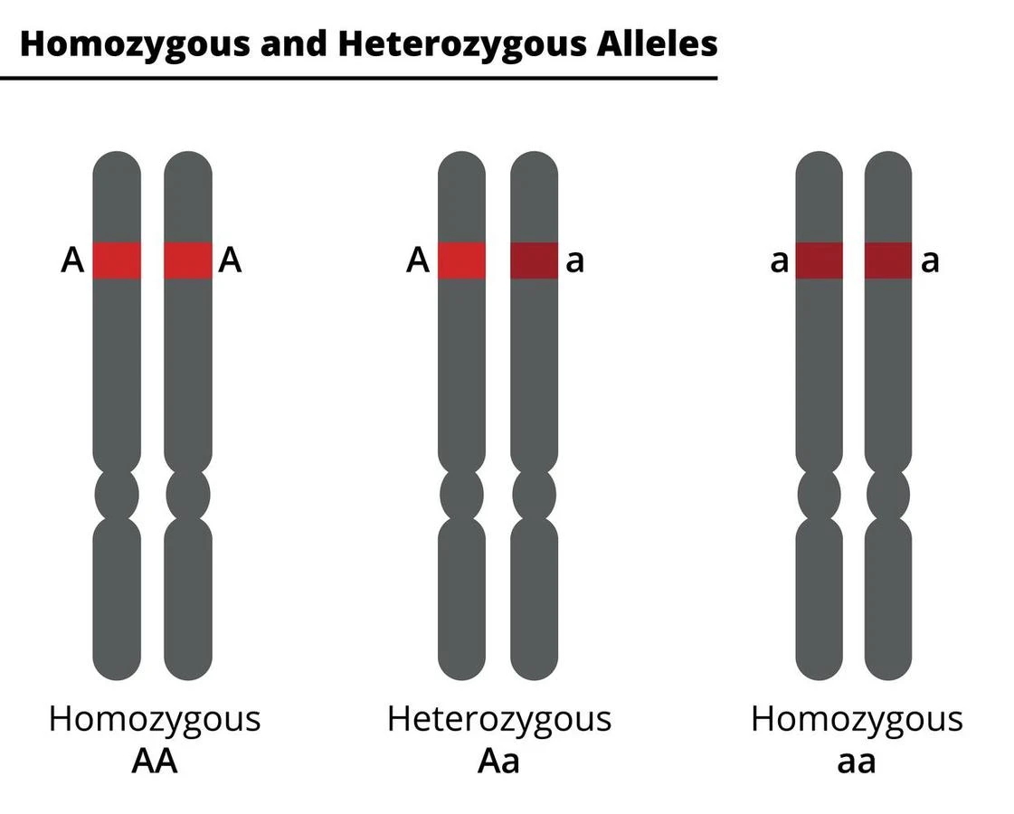 Homozygous recessive (aa), homozygous dominant(AA) and heterozygous (Aa) conditions are shown in this diagram.
