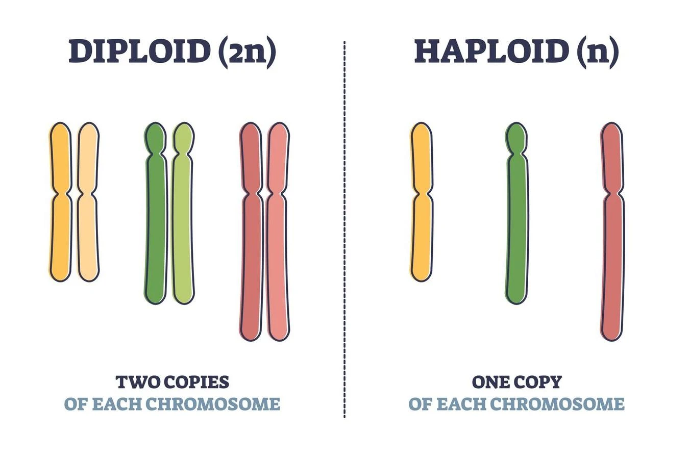 Haploid and Diploid set of chromosome