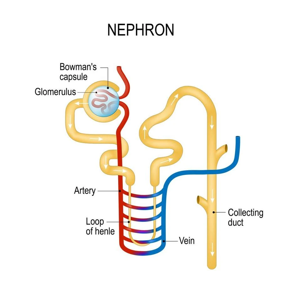 Nephron structure used in urine filtration