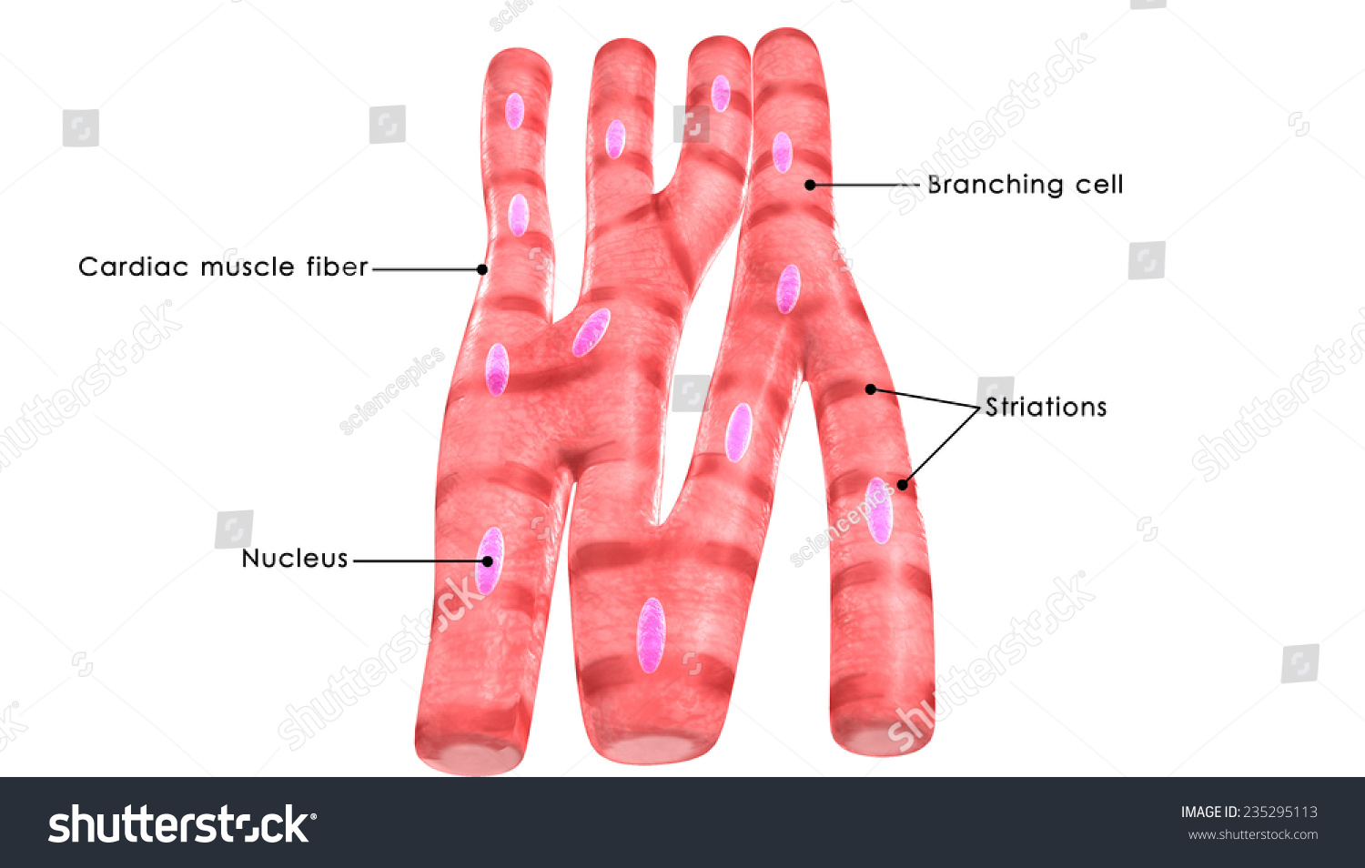 Diagram showing the structure of cardiac muscle
