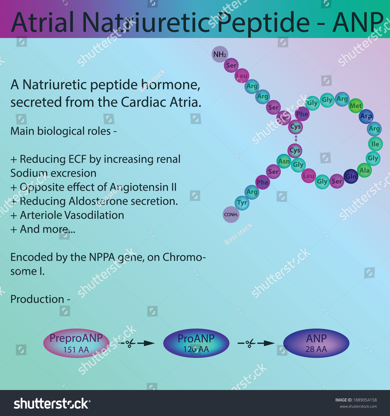 main biological role of ANF and its structure 