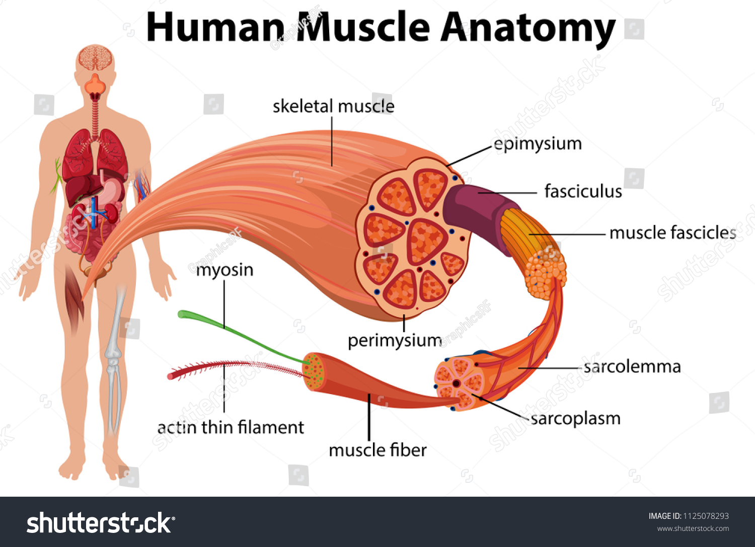 Diagram showing the anatomy of muscles in the human body
