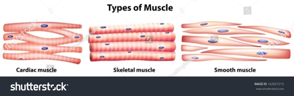 Muscular system - 88Guru