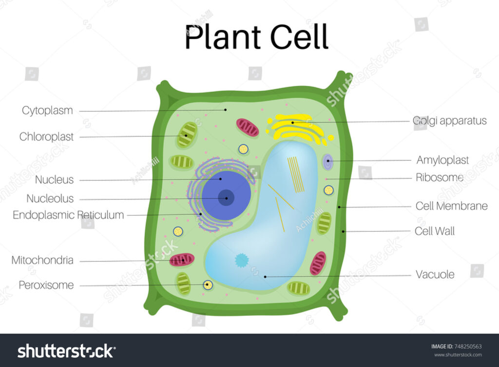 What is the Difference Between Plant Cell and Animal Cell | 88Guru