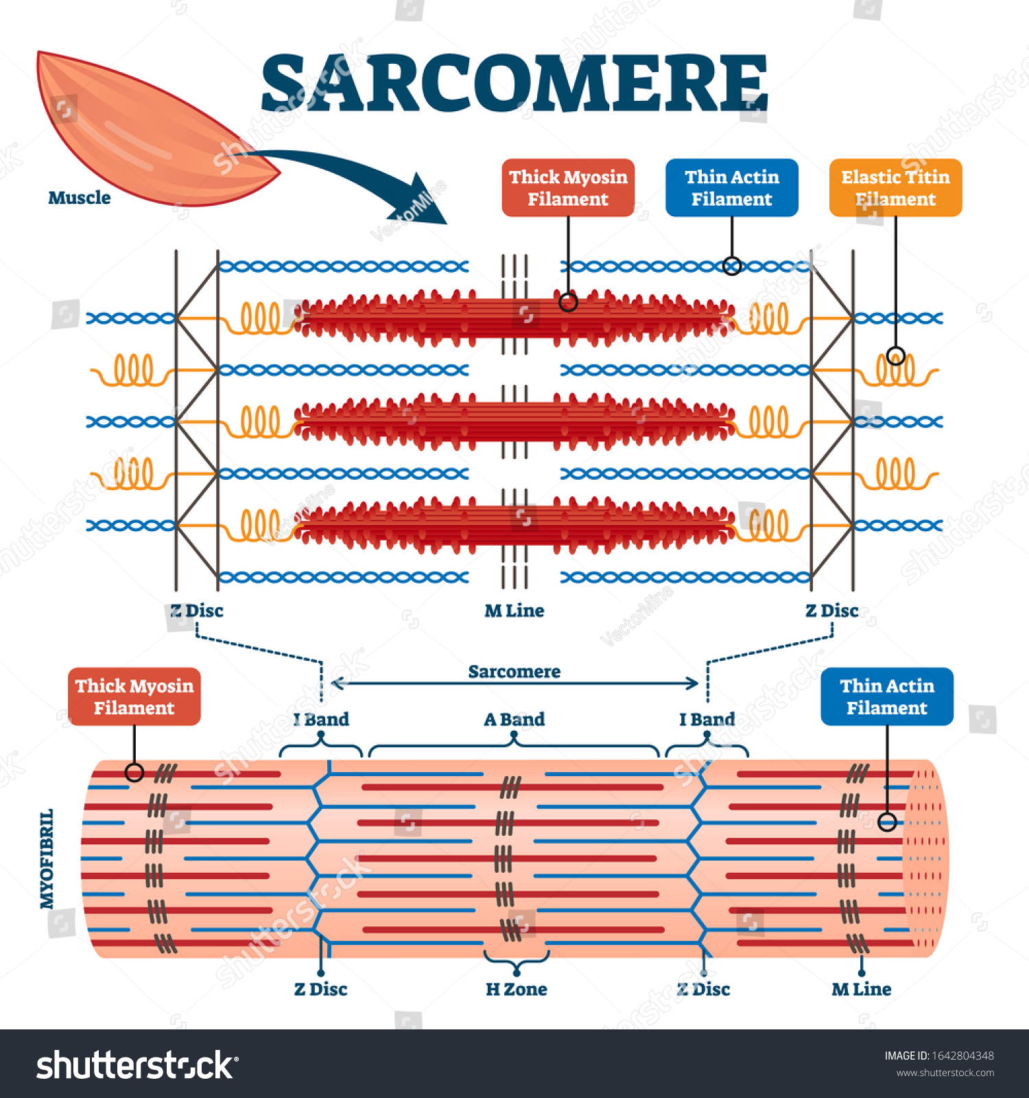 Diagram showing bands in muscle contraction
