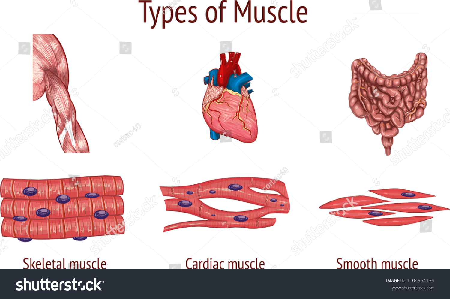 smooth cardiac skeletal muscle diagram
