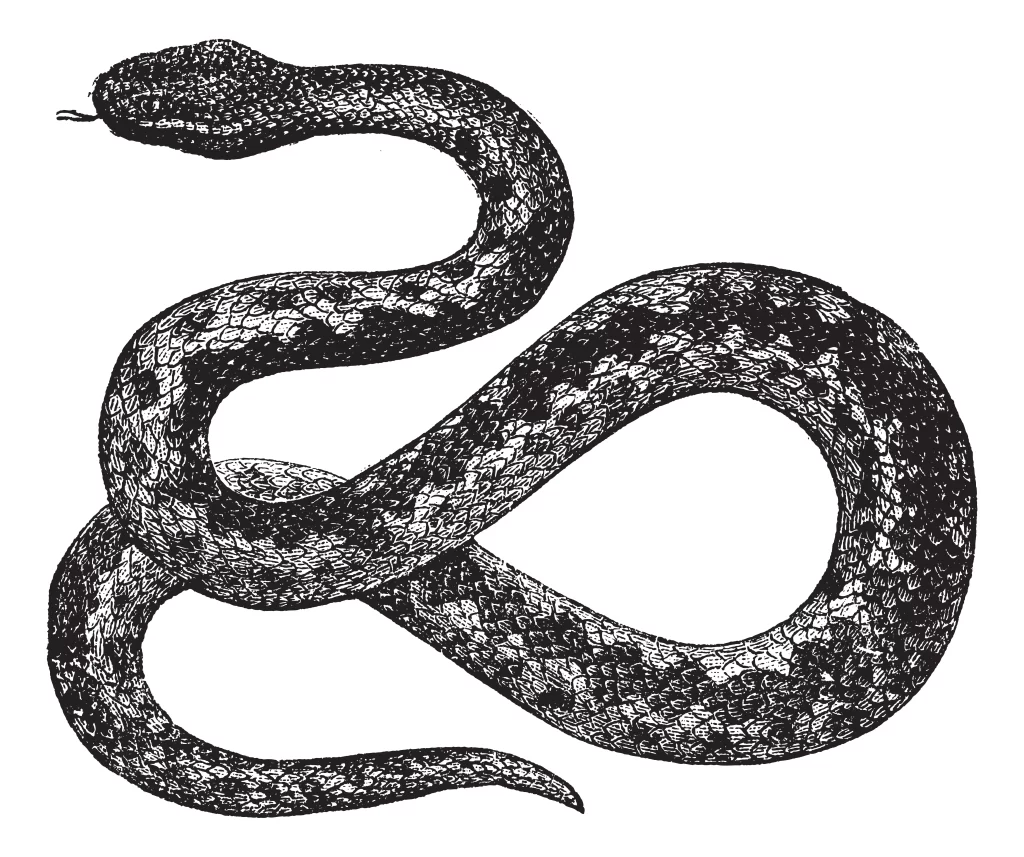 Snake Poem